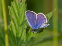 Plebejus argus Fjärilsvägen, Grinduga, Gävle, Gästrikland, Sweden 20150705_1337