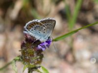 Plebejus argus Grävlingabackarna, Östra Göinge, Skåne, Sweden 20140709_0038