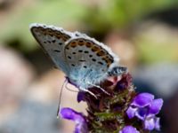 Plebejus argus Grävlingabackarna, Östra Göinge, Skåne, Sweden 20140709_0041