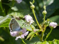 Plebejus argus Järavallen, Kävlinge, Skåne, Sweden 20240625_0101