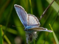 Plebejus argus Långalts myr, Skånes Fagerhult, Örkelljunga, Skåne, Sweden 20160713_0163