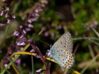 Plebejus argus Sönnerbergen, Onslala, Kungsbacka, Halland, Sweden 20150721_0014