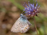 Plebejus argus Skäpperöds fälad, Hörby, Skåne, Sweden 20140720_0004