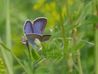 Plebejus argus Snörum, Västervik, Småland, Sweden 20150712_0550