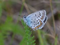 Plebejus argus Snörum, Västervik, Småland, Sweden 20150712_0572