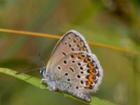 Plebejus argus Ulvshult, Östra Göinge, Skåne, Sweden 20140709_0078