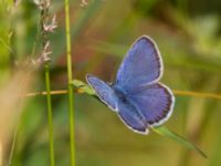 Plebejus argus Ulvshult, Östra Göinge, Skåne, Sweden 20140709_0081