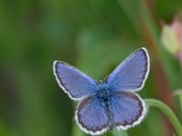 Plebejus argus male Bråfors, Norberg, Västmanland, Sweden 20150705_1034