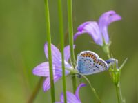 Plebejus argus male Fjärilsvägen, Grinduga, Gävle, Gästrikland, Sweden 20150705_1340