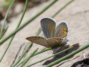 Plebejus carmon - Eastern Brown Argus - Östlig brun blåvinge