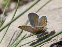 Plebejus carmon Nemrut Dagi, Turkey 20120704 536