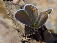 Plebejus carmon Nemrut Dagi, Turkey 20120704B 523