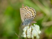 Plebejus idas 700 m ENE Svenstorp, Matteröd, Hässleholm, Skåne, Sweden 20200725_0017