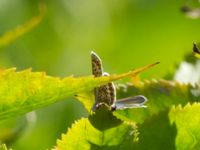 Plebejus idas Järavallen, Kävlinge, Skåne, Sweden 20160709_0124