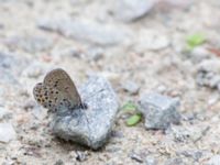 Plebejus idas female Fjärilsvägen, Grinduga, Gävle, Gästrikland, Sweden 20150705_1294