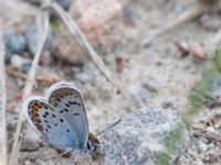 Plebejus idas male Fjärilsvägen, Grinduga, Gävle, Gästrikland, Sweden 20150705_1289