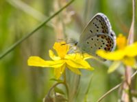 Plebejus idas male Vackerslätt, Nybro, Småland, Sweden 20150704_1352