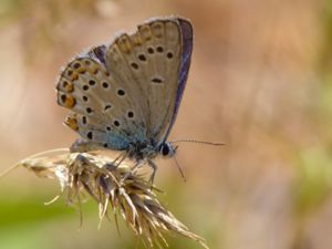 Plebejus modicus - Anatolian Zephyr Blue - Anatolisk vedelblåvinge