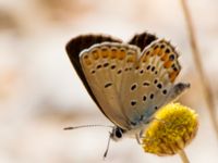 Plebejus modicus female Akseki, Turkey 20120707B 175