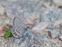 Plebejus optilete Fjärilsvägen, Grinduga, Gävle, Gästrikland, Sweden 20150705_1218