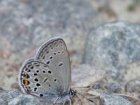 Plebejus optilete Fjärilsvägen, Grinduga, Gävle, Gästrikland, Sweden 20150705_1219