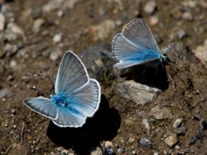 Polyommatus aedon - Aedon Blue - Aedonblåvinge