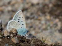 Polyommatus aedon Nemrut Dagi, Turkey 20120704 460