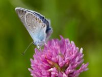 Polyommatus amandus Bråfors, Norberg, Västmanland, Sweden 20150705_1141