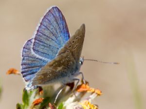 Polyommatus dorylas - Turquoise Blue - Väpplingblåvinge