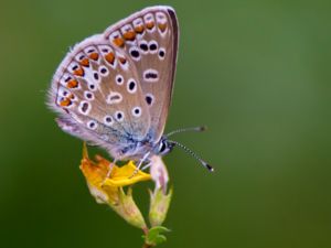 Polyommatus icarus - Common Blue - Puktörneblåvinge