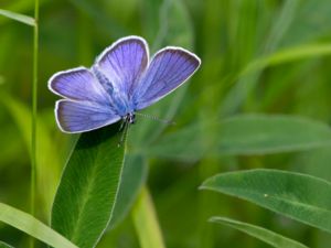 Polyommatus semiargus - Mazarine Blue - Ängsblåvinge