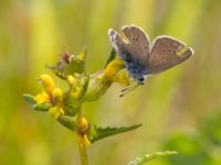 Polyommatus semiargus female Bråfors, Norberg, Västmanland, Sweden 20150705_1078