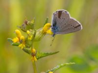 Polyommatus semiargus female Bråfors, Norberg, Västmanland, Sweden 20150705_1079