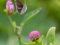 Polyommatus semiargus female Bråfors, Norberg, Västmanland, Sweden 20150705_1097