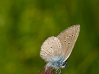 Polyommatus semiargus female Lyngsjön, Kristianstad, Skåne, Sweden 20170719_0056