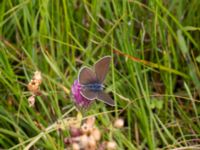 Polyommatus semiargus female Lyngsjön, Kristianstad, Skåne, Sweden 20170719_0134