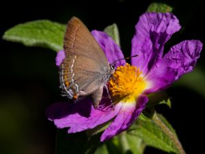 Satyrium ilicis - Ilex Hairstreak - Krattsnabbvinge