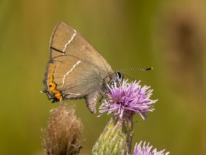 Satyrium w-album - White-letter Hairstreak - Almsnabbvinge