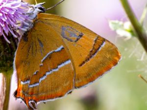 Thecla betulae - Brown Hairstreak - Eldsnabbvinge