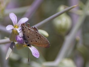 Azanus jesous - African Babul Blue - Akaciablåvinge