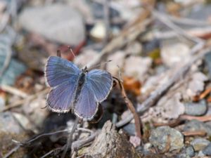 Cupido amyntula - Western Tailed-Blue