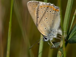 Lycaena hippothoe - Purple-edged Copper - Violettkantad guldvinge