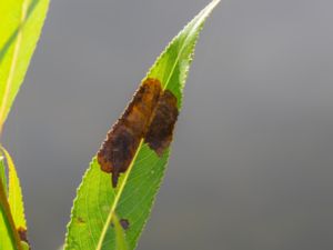 Stigmella obliquella - Pildvärgmal