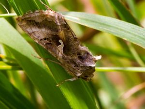 Autographa gamma - Silver Y - Gammafly