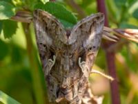 Autographa gamma Käglinge hästbacke, Malmö, Skåne, Sweden 20100714B 015