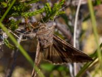 Autographa gamma Kole mosse, Klippan, Skåne, Sweden 20120803B 029