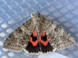 Catocala nupta - Red Underwing - Vinkelbandat ordensfly