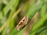 Deltote uncula Gyetorpskärret, Kristianstad, Skåne, Sweden 20170610_0147