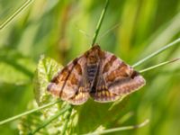 Euclidia glyphica Kalkstad-Lenstad, Mörbylånga, Öland, Sweden 20150606_0166 (1)