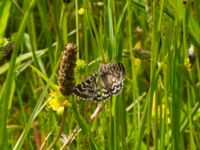 Euclidia mi Hobjärsbackarna, Tomelilla, Skåne, Sweden 20120613B 014